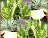 Aloe Seeds Mix - Excellent House Plants succulent For Greenhouse, Indoor home - Includes ALOE VERA