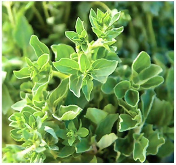 Greek Oregano Origanum vulgare hirtum SEEDS PERENNIAL HERB