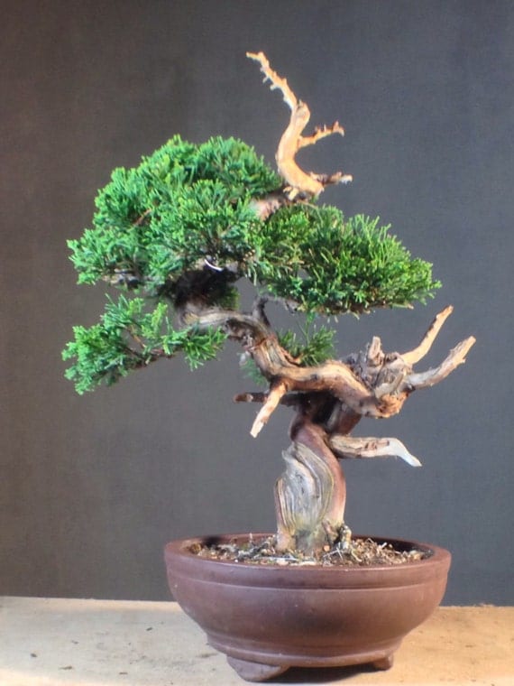 Items similar to Itoigawa Juniper Bonsai Tree - Japanese Juniper ...