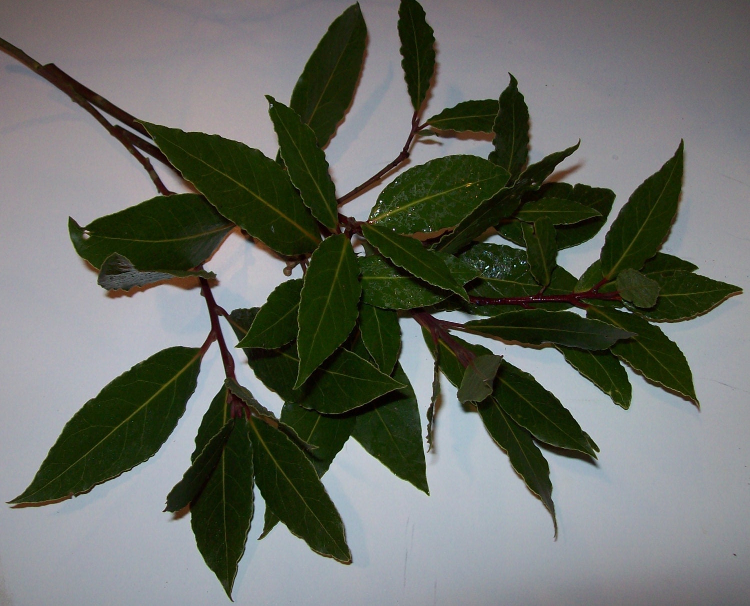 5 Fresh Bay Leaf branches bay leaves for by NorthWestWonders