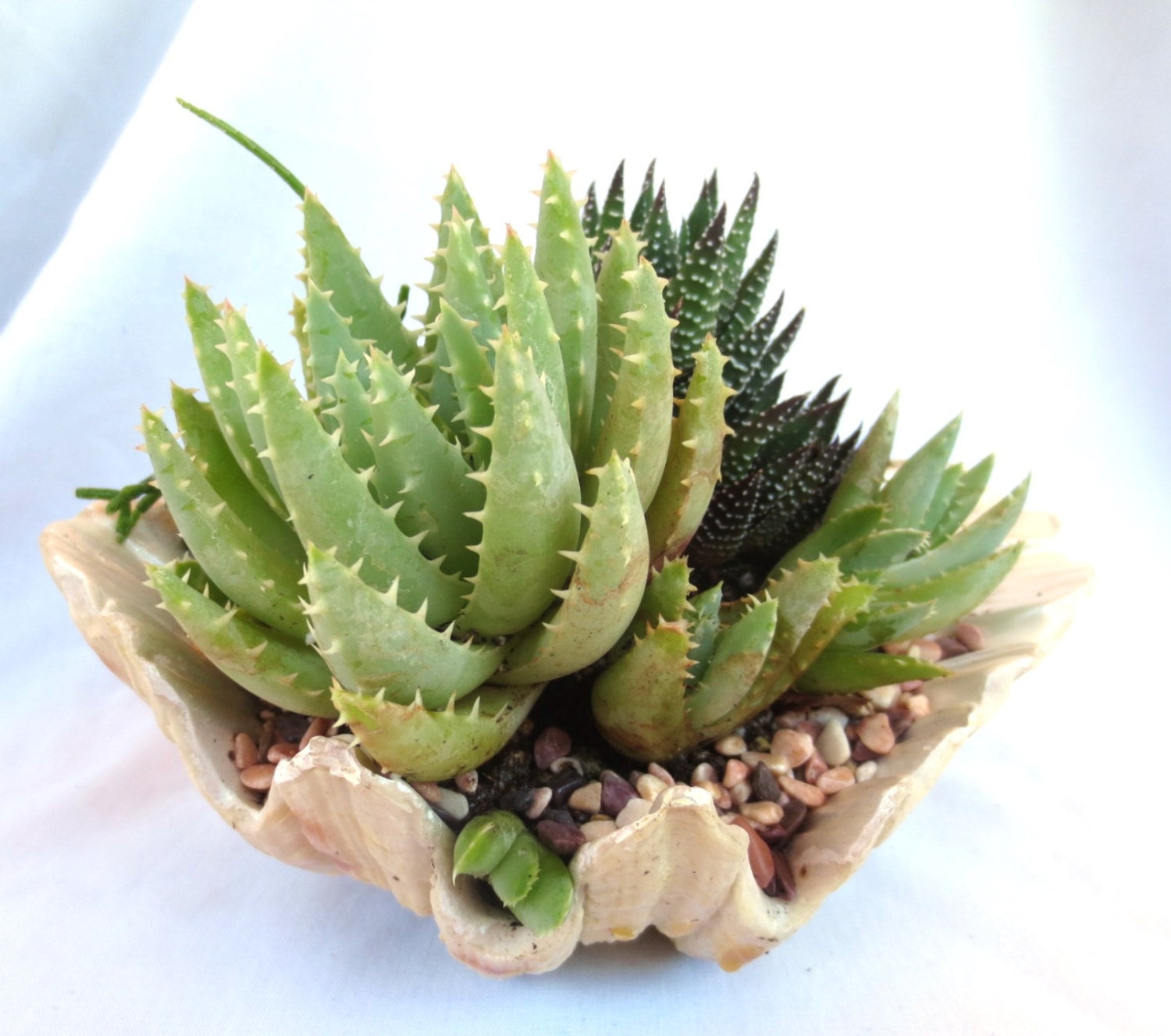 Succulents in recycled faux clam shell planter Seashore