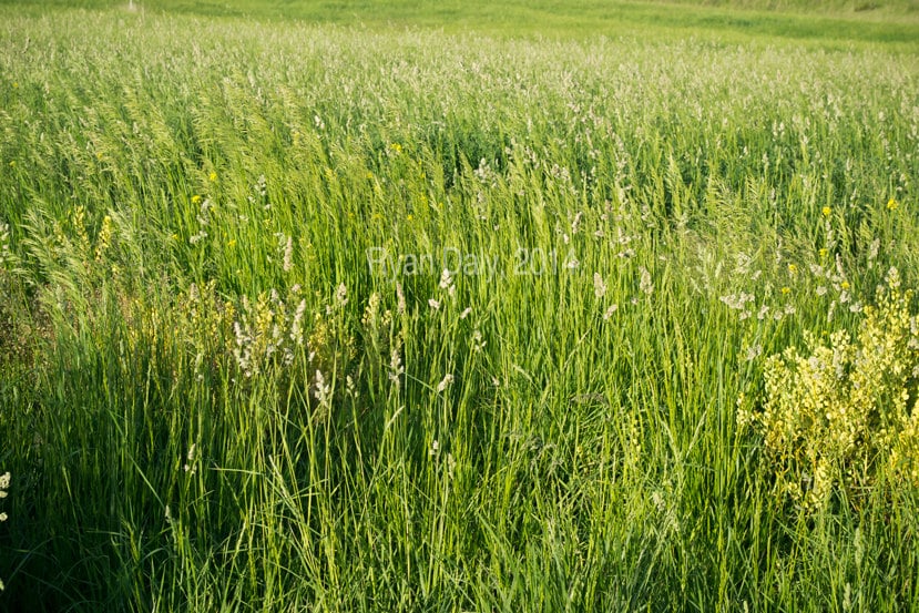 Nebraska wild grasses prairie plains custom decor photography