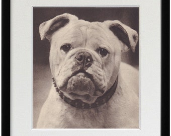 Popular items for vintage bulldog art on Etsy