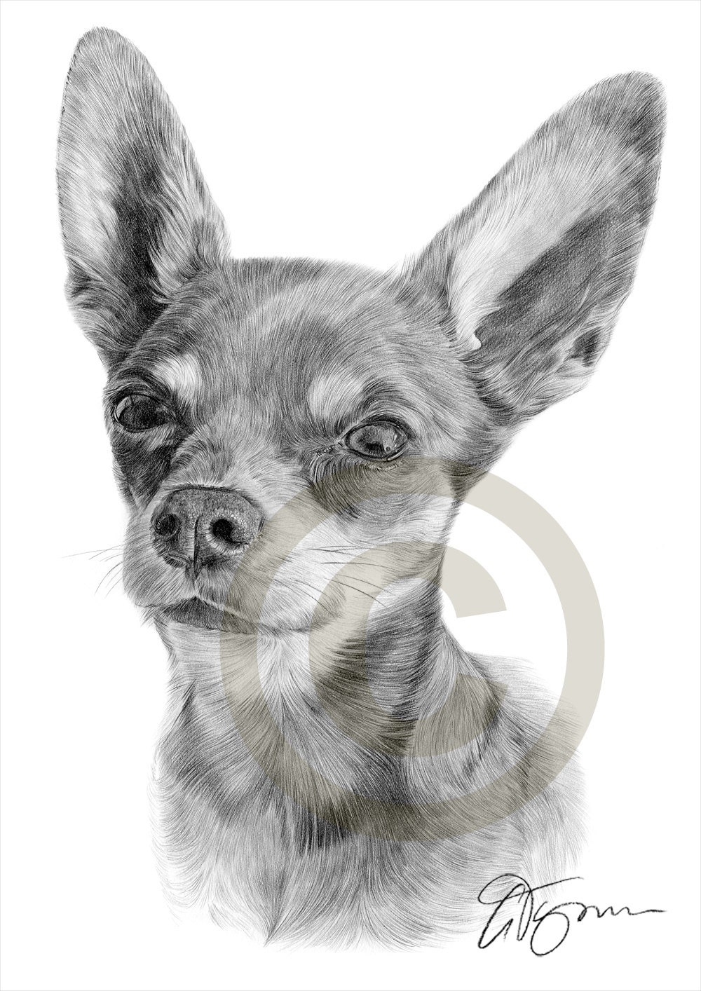 Dog Chihuahua Chiwawa pencil drawing print A4 size artwork