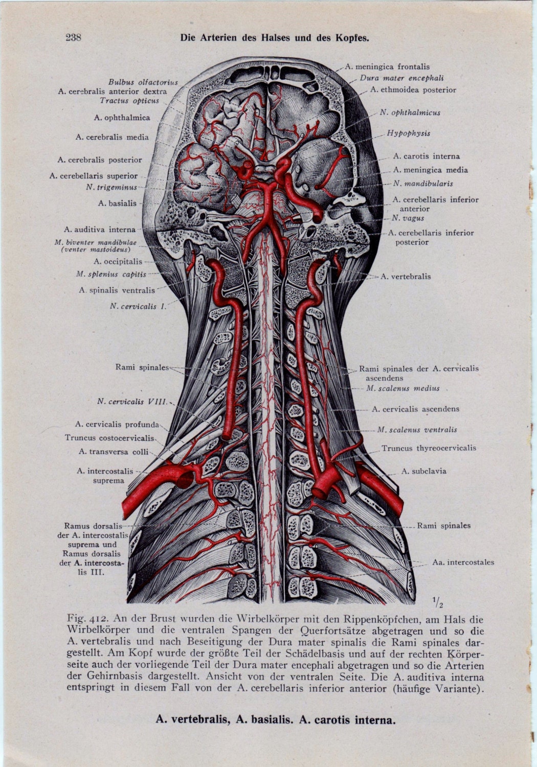 Vintage Medical Page Anatomical Diagram By Theoldtimejunkshop