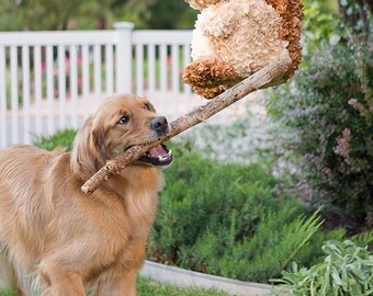 Squirrel Piñata Birthday Cards - set of 3 (5 x 7" cards)