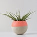 Small Melon / Orange Air Plant Pod w/ Air Plant