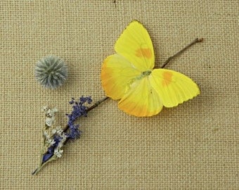 Butterfly, Real Dried Butterfly Specimen, Décor or Terrarium Accent, Photography Prop, Phoebis Philea