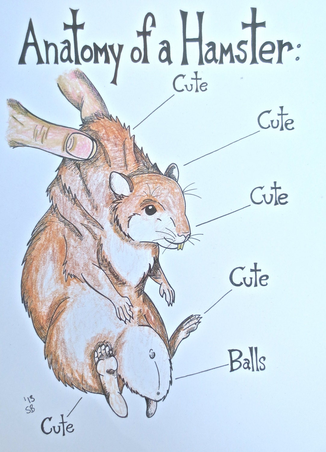 Hamster Art Print Anatomy Artwork Illustration Humor