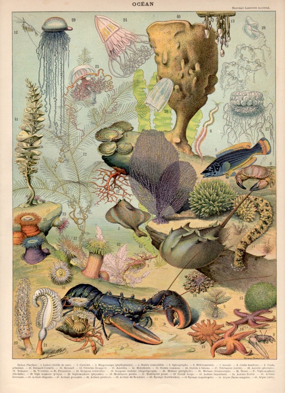 1897 Underwater Seascape Antique Print Lithograph by Craftissimo