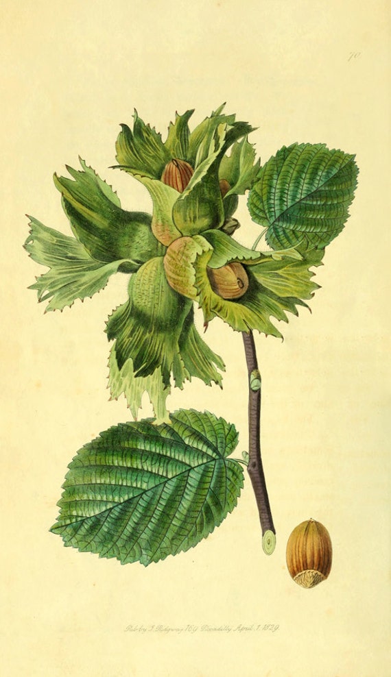 1000+ images about Hazel on Pinterest Trees, Walking sticks and Angel