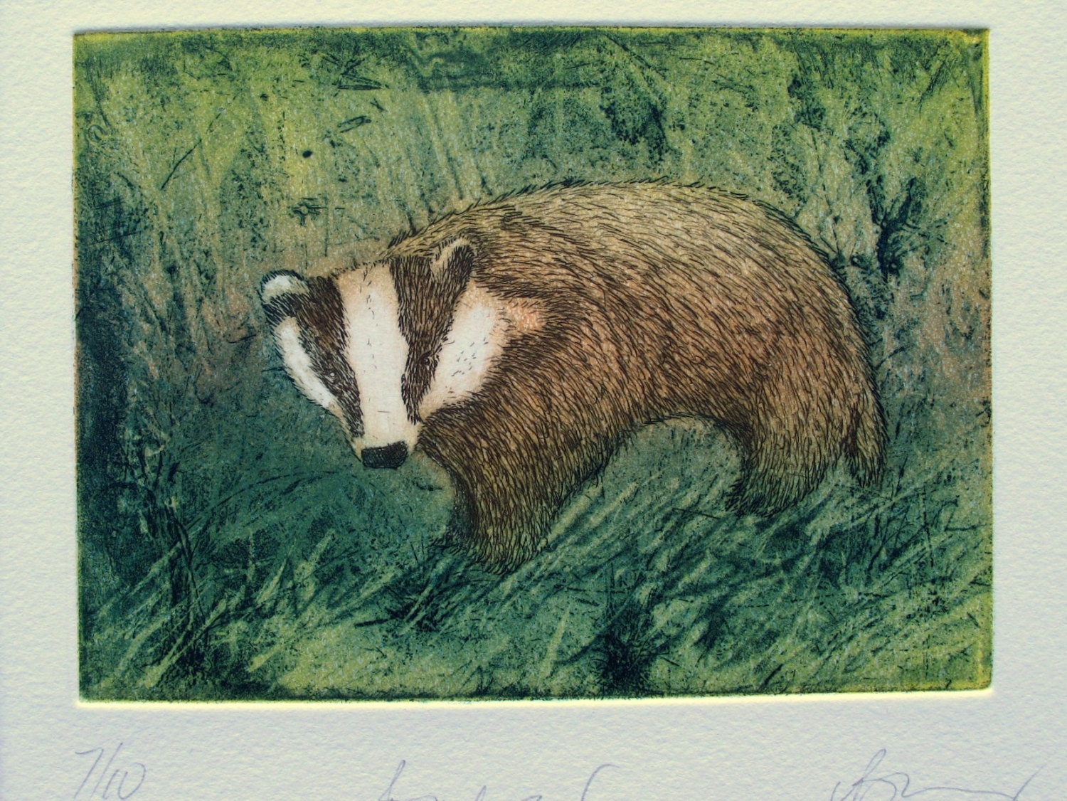 Badger Etching. Full colour wildlife by LynnBaileyPrintmaker
