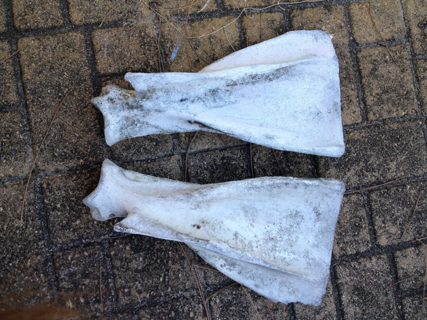 Real Nature Cleaned Cow Scapula Bone by on Etsy