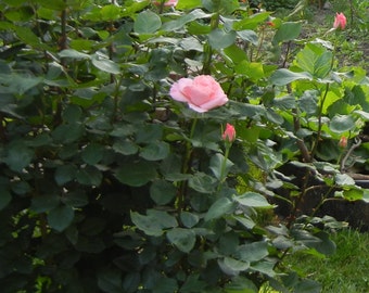 Old Fashioned Pink Rose - Non Hybrid Organic Seed -Perennial Plant