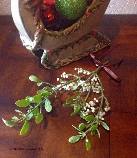 Sprig of Mistletoe
