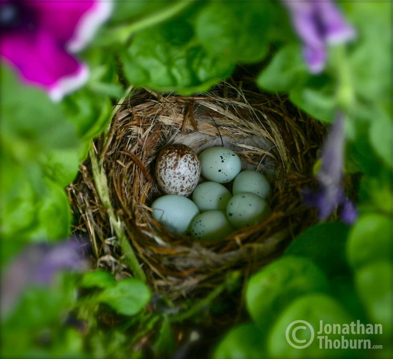 Bird Nest Nestled in a Flower Pot Blue Eggs Bird Nest Photo