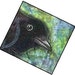 Birdy