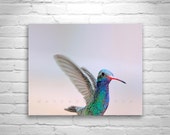 Hummingbird Art, Bird Photography, Pastel Art, In Flight, Pink Art, Cute Animals, Bird Art, Wildlife Photography, MurrayBolesta Hummingbird Art, Bird Photography, Pastel Art, In Flight, Pink Art, Cute Animals, Bird Art, Wildlife Photography, MurrayBolesta