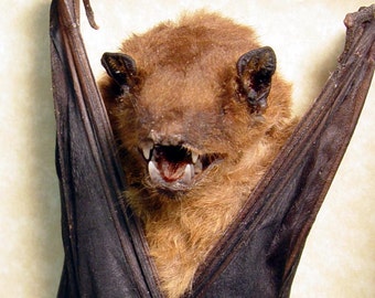 Real Framed Taxidermy Bat-Scotophilus Kuhlii Resting Vampire Bat Shadowbox Display B1318