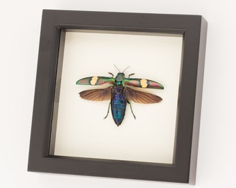 Framed Beetle Display Wood Boring Jewel Insect Art