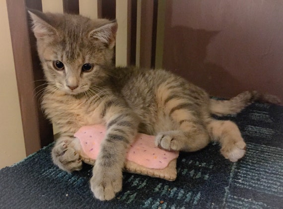 pop tart cat plush