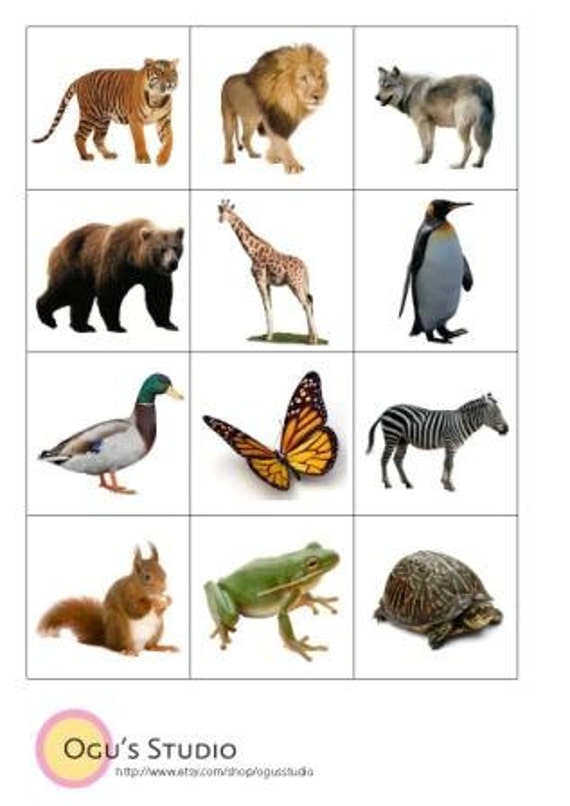 PDF Animals At Play Rules Of The Game