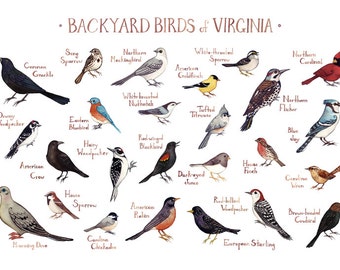 Virginia Backyard Birds Field Guide Art Print / Watercolor Painting / Wall Art / Nature Print / Bird Poster