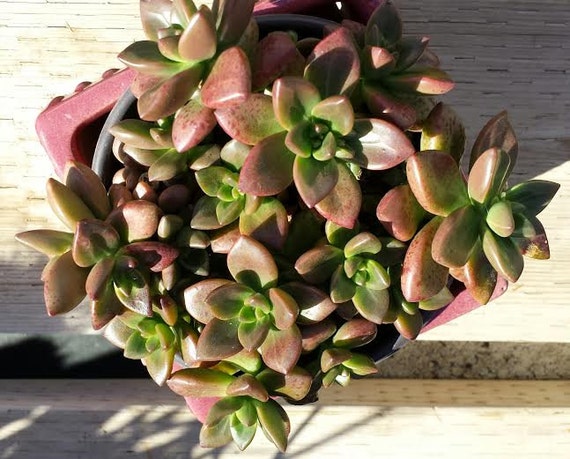 Large Succulent Plant Sedeveria Sorrento. Beautifully colored