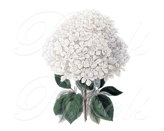 clip art hydrangea flower - photo #42