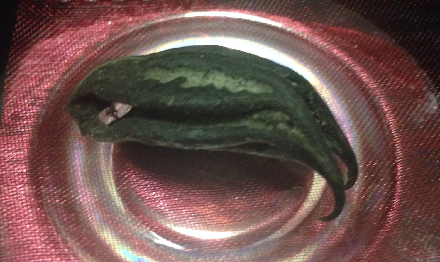 Bats Head Root by TriquetraBoutique on Etsy