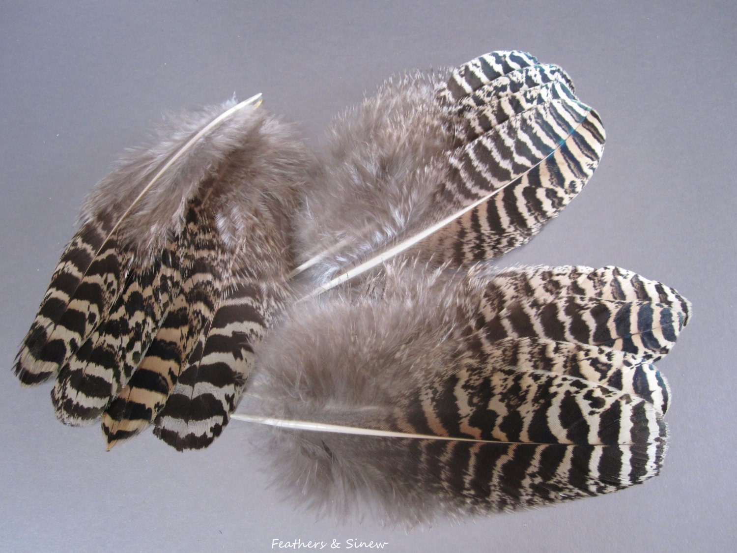 Black and Tan Peacock Feathers