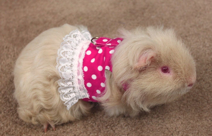 Guinea pig harness with matching leash. Polka dot by turvytopsy