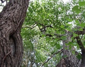 Art Photography Decor Nature Tree Trunk Branches and Leaves Digital Download .jpg File Photograph Texas Gulf Coast