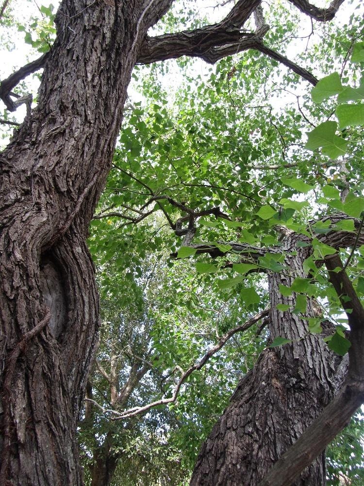 Art Photography Decor Nature Tree Trunk Branches and Leaves
