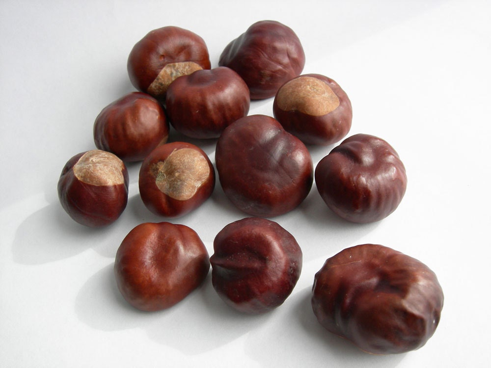 50 Horse Chestnuts Rustic Nature Decor Brown Nut Natural Craft