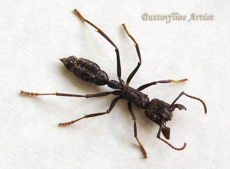 Real Giant Bullet Ant Stinging Museum Quality In Shadowbox