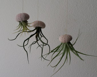 NEW Three different air plants set in hanging sea urchins. Please read description prior to purchase!