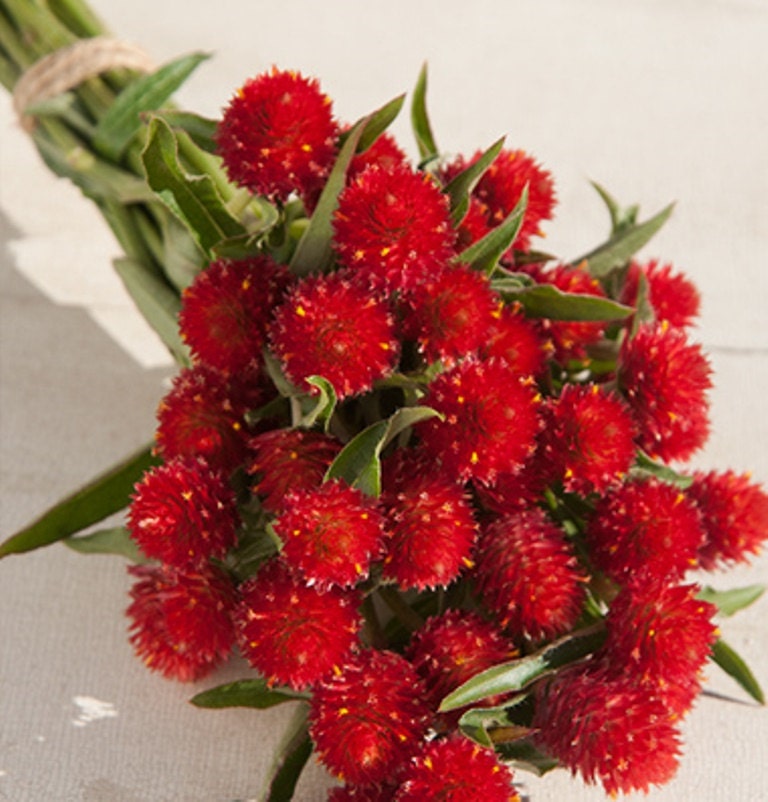 Gomphrena haageana