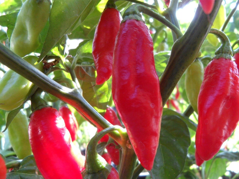 BIG SALE Caribbean Pimento Peppers Seeds A.K.A.Trinidad