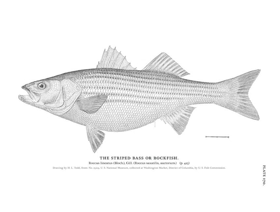 Striped Bass Art in Black and White Fishing by HarborHangings