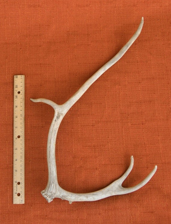 REINDEER ANTLER Caribou Alaskan Shed Deer Elk by TheCoyoteWoman