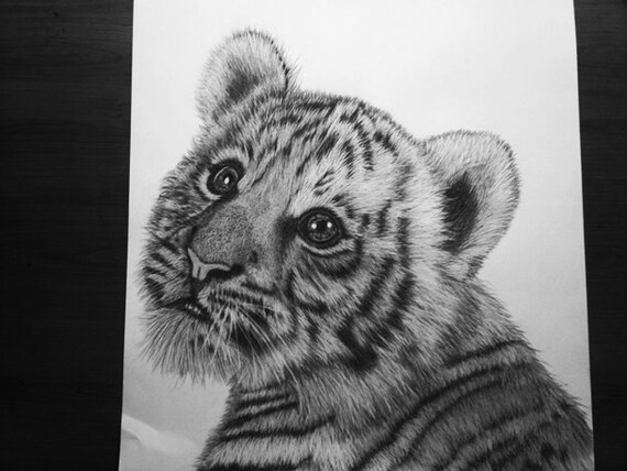 Tiger cub drawing by charcoal pencils by DrawingsbyEdgars on Etsy