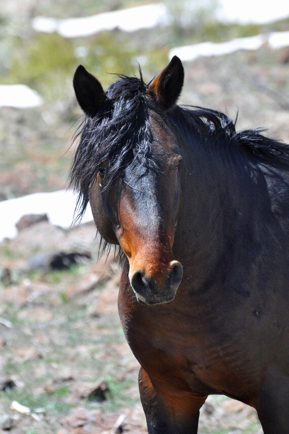 Big Brown Wild Mustang Wild Horse Stallion