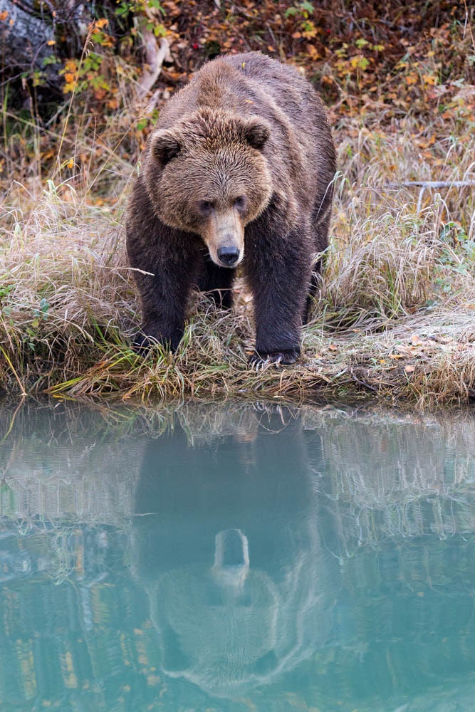 Coastal Brown Bear Bear Reflection in Water Bear Photography