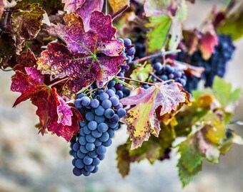 Colorful Wine Grape Vineyard, Wall Art, Modern Wine Decor, Fine Art Photography, Canvas Gallery Wrap, Archival Photo Paper & Aluminum Metal