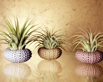 metallic trio // air plant sea urchins // by robincharlotte