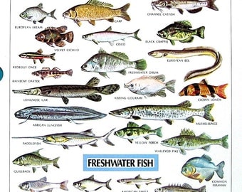 fish dictionary with pictures pdf