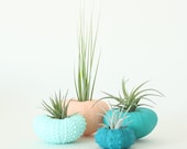 Teeny Tiny Air Plant Urchin Planter Set with Air Plants  -  Peach, Teal, Aqua, Greens, Blues, Apricot