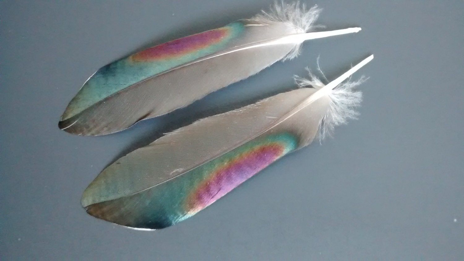 Wood Duck Rainbow Wing Feathers Collection Craft by Spunik246