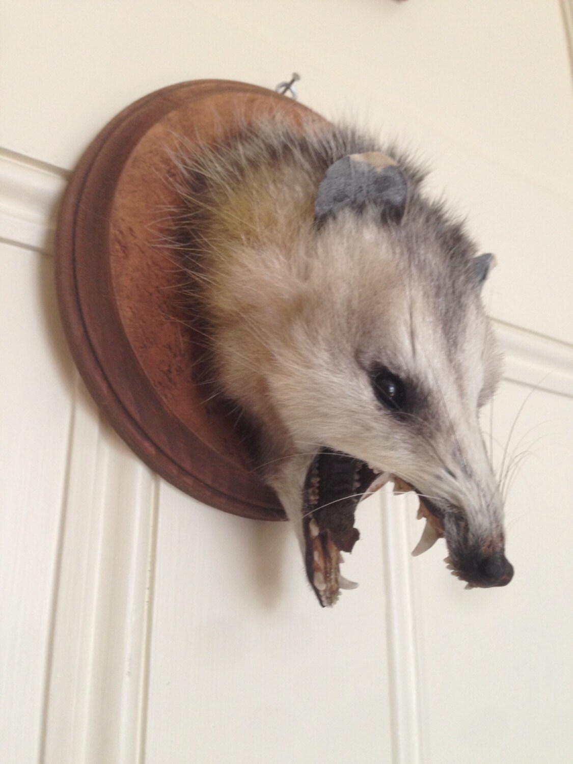 stuffed opossum taxidermy